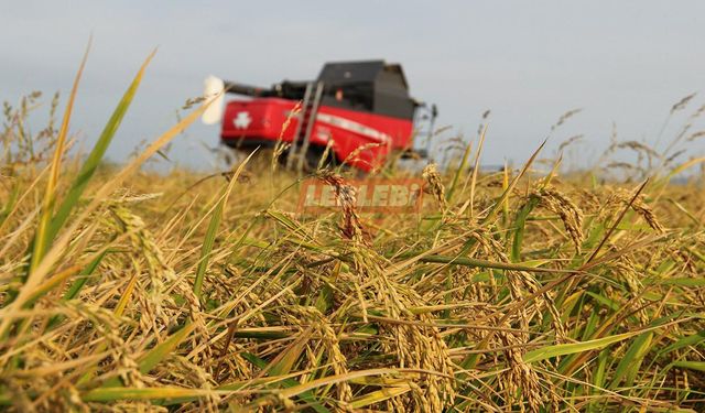 Çeltik Üretiminde Ciddi Düşüş