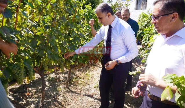 "Osmancık Karası Üzümü " Türkiye Gen Bankası Kayıtlarına Girdi