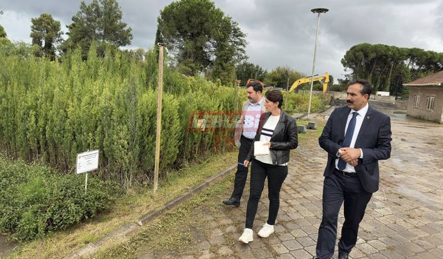 Yeşil Bir Uğurludağ İçin Başkan Torun, Kolları Sıvadı