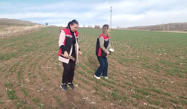 Hububat Ekiliş Alanlarında Fenolojik Gözlemler Yapıldı
