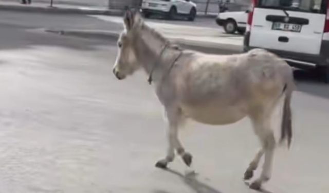 Eşek Firar Etti: Görenler Şaştı Kaldı