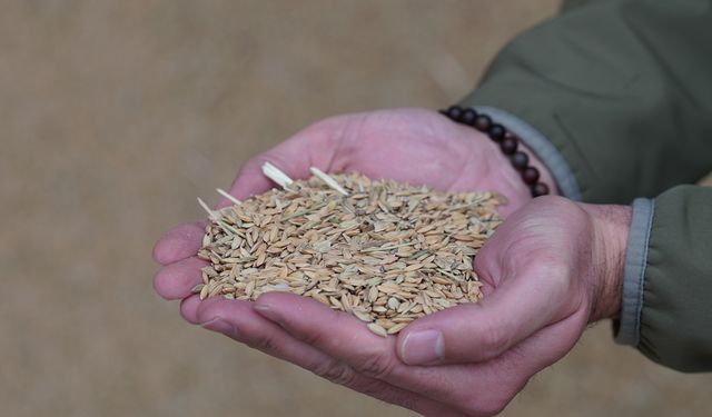 Modern Kurutma Pirinçte Lezzet Ve Verim Kalitesini Artırıyor