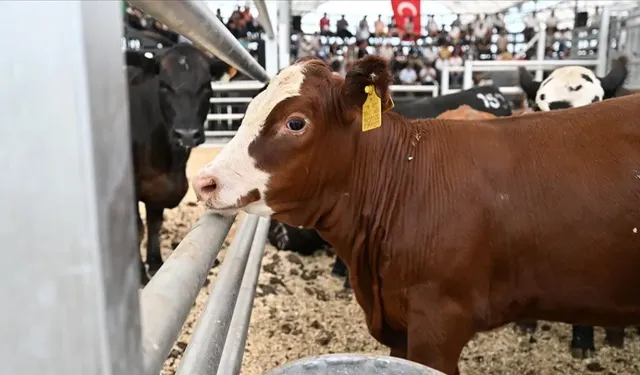 Şap Hastalığı Yeniden Vurdu: Uzmanlar Yeni Varyanta Karşı Uyardı