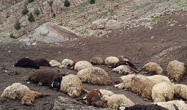 Kurtlar Sürüye Saldırdı: 31 Hayvan Telef Oldu