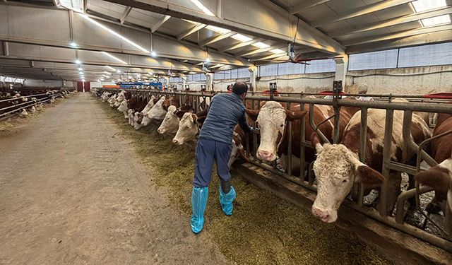 Köylerde Hayvan Sağlığı Çalışmaları Devam Ediyor