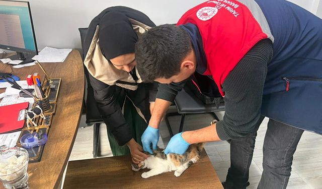 İskilip’te Hayvanların Kimliklendirilme Çalışmaları Başarıyla Devam Ediyor