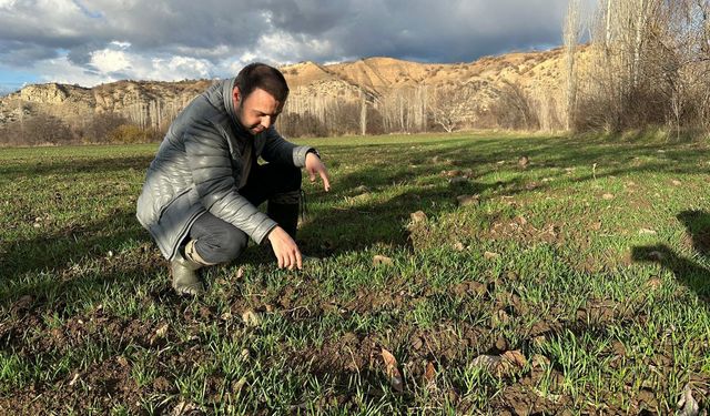 Laçin’de Hububat Tarlaları Yoğun Kontrol ve Takip Altında