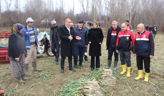 Coğrafi İşaretli “Kışlacık Pırasası” İçin Hasat Zamanı
