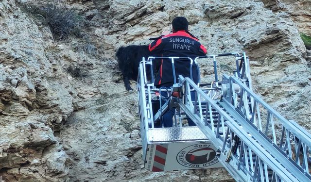 Kayalıklarda Mahsur Kalan Keçileri İtfaiye Kurtardı