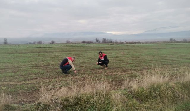 Ekim Alanlarında Fenolojik Gözlem Yapıldı