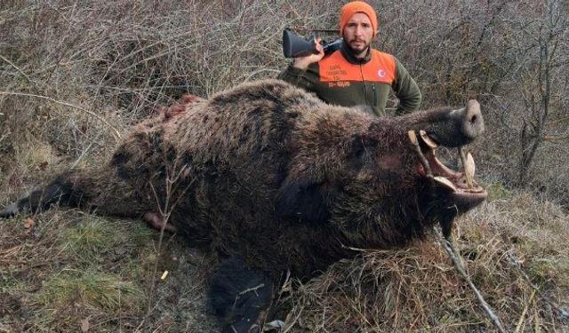 Tarım Arazilerine Ve Avcıya Saldıran Dev Domuz, Etkisiz Hale Getirildi