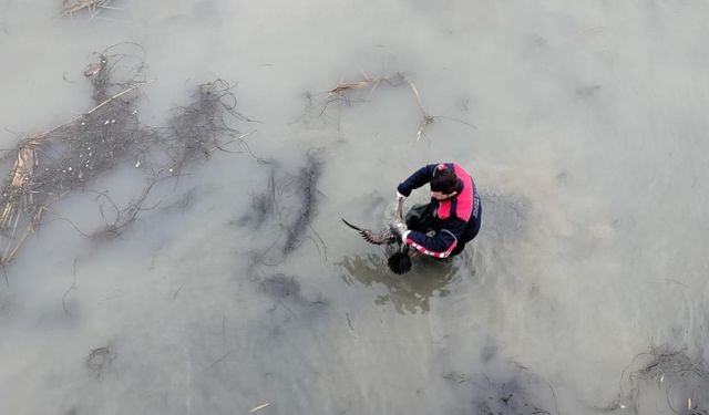 Oltaya Takılan Karabatak’ın İmdadına İtfaiye Yetişti