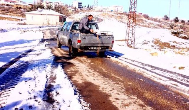 Ortaköy Belediyesi Kuşları Yemledi