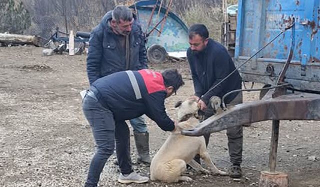 Sokaktaki Kedi ve Köpekler de Çipleniyor