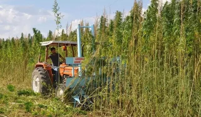 Çorum’da Kenevir Üretimine Bakanlıktan Onay