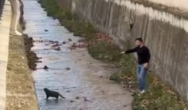 Derinçay’da Gülümseten Anlar! Kurtarılmak İstenen Kedi Dereden Kendi Çıktı