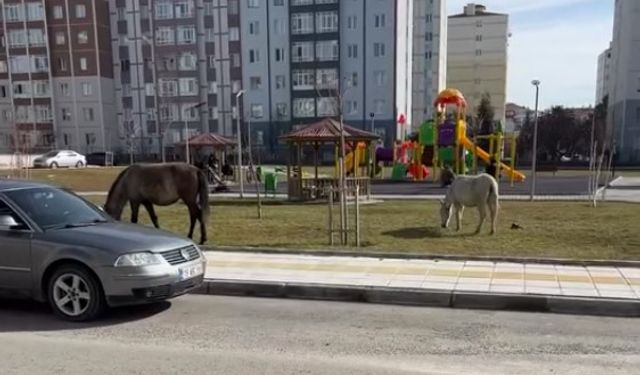 Sürekli Başıboş Bırakılan Atlar, Mahalle Sakinlerini Çileden Çıkardı