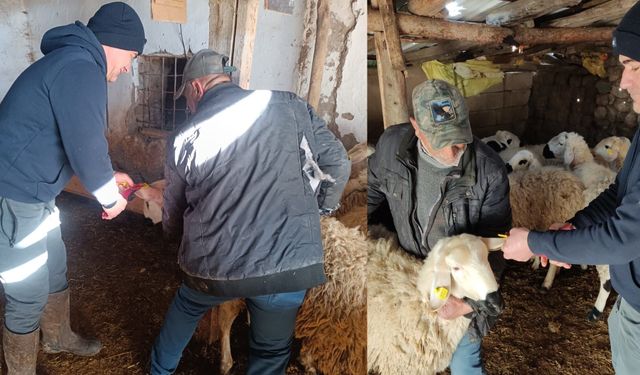 Küçükbaş Hayvanlarda Küpeleme Çalışmaları Sürüyor