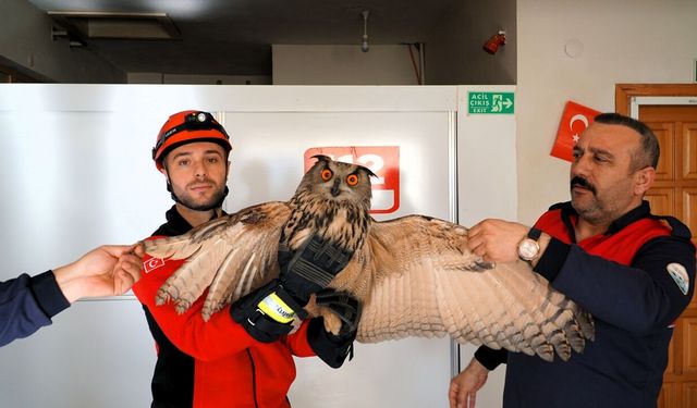 Elektrik Akımına Kapılan Puhu Tedaviye Alındı