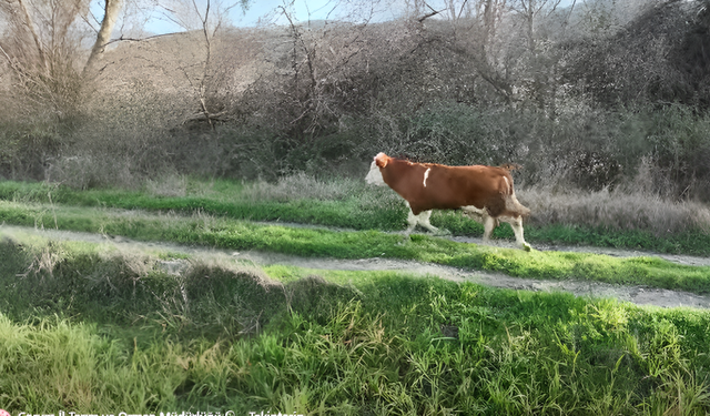 Drone Destekli Arama Sonuç Verdi: Kayıp Buzağı Bulundu