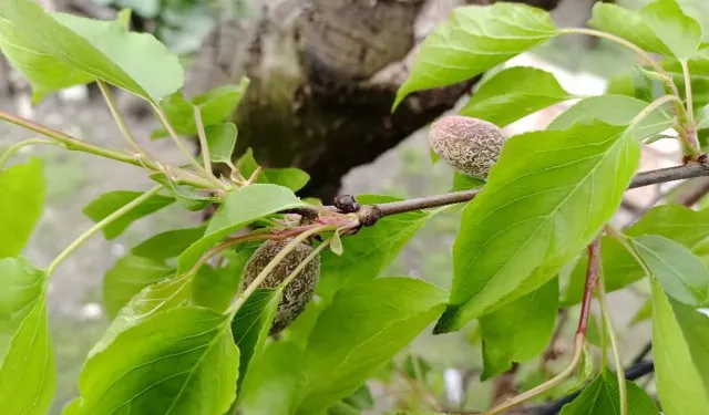 Zirai Don Çorum'u Vurmuştu, Meclis Raporu Tamamladı
