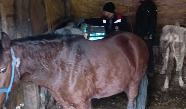 Alaca’da Hayvancılığa Destek Faaliyetleri Sürüyor