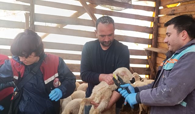 Sungurlu’da Küçükbaş Hayvan Sağlığı İçin Ekipler Sahada