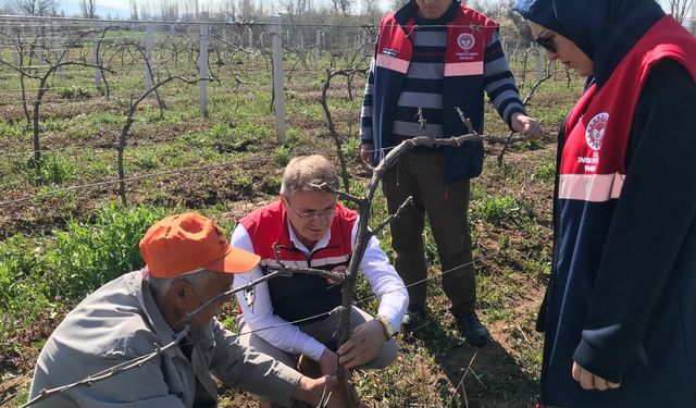 Bağlarda Budama ve Bakım Çalışması