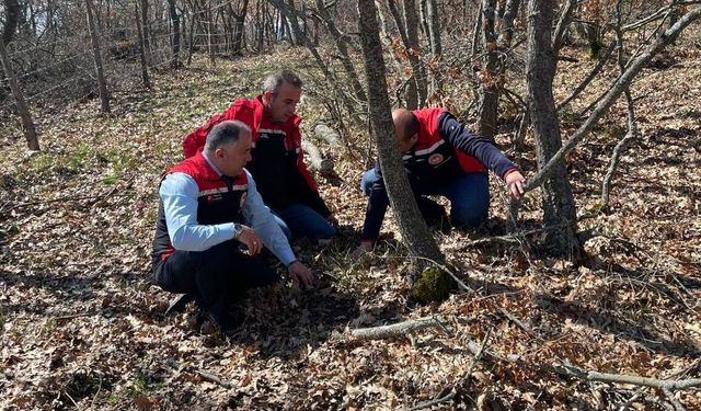 Çorum’da Süne Zararlısına Karşı Kışlaklarda Erken Mücadele Başladı