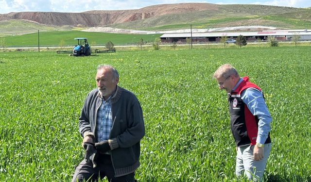 Hububat Tarlaları Mercek Altında! Fungal Hastalıklara Karşı Sıkı Takip