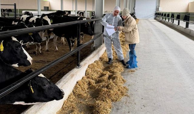 Laçin'de Hayvancılıkta Ari İşletme Sertifikası Olan İşletmelere Denetim