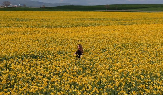 Sarıya Boyanan Kanola Tarlaları Görsel Şölen Sunuyor