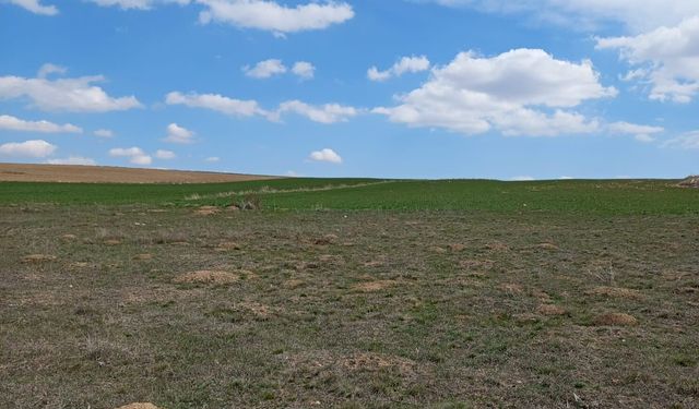 Mera Arazisi Sürüldü Ceza Bile Yazılmadı