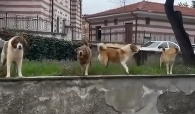 Çorum’da Başıboş Köpek Dehşeti: Vatandaş Son Anda Kurtuldu!