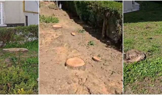 Sessiz Sakin Ağaç Kesimi İddiası: Mahalleli Tepkili