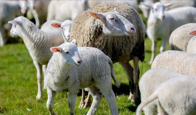 Başvurular Başladı! Tarihi Kaçırmayın