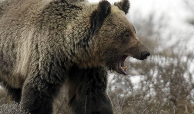Çorum’da Ayı Paniği! Ayıyı Görünce Şoka Girdi, Dili Tutuldu