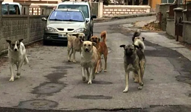 Bakan Çiftçi: “Sahipsiz Hayvanların Yüzde 80'i Toplandı, Ekime Kadar Hepsini Toplayacağız”
