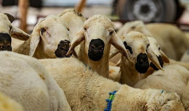 “Kurbanlarımız Çorumlu Kardeşlerimize” Kampanyası Sürüyor