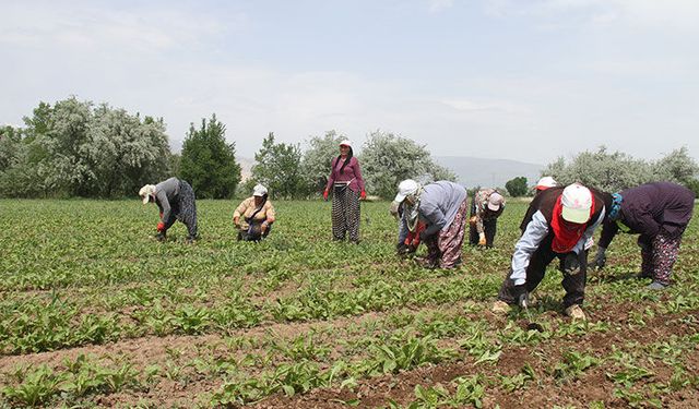 Ev Ve Tarım Çalışanlarına Müjde! Tazminat Hakkı Geldi