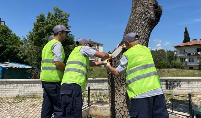 Asırlık Anıt Ağaçlar Koruma Altında