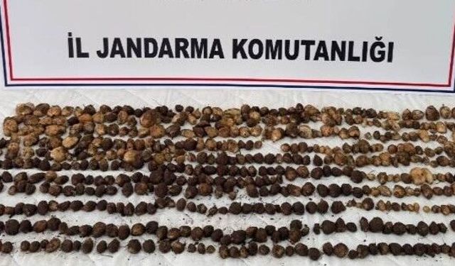 Sakın Dokunmayın! Doğada Bulup Topladılar, 2 Milyon TL Ceza Yediler