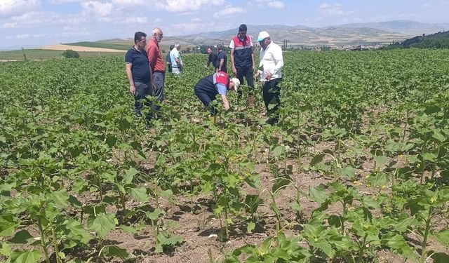 Domuz Alarmı, Ayçiçeği Tarlalarında Büyük Zarar!