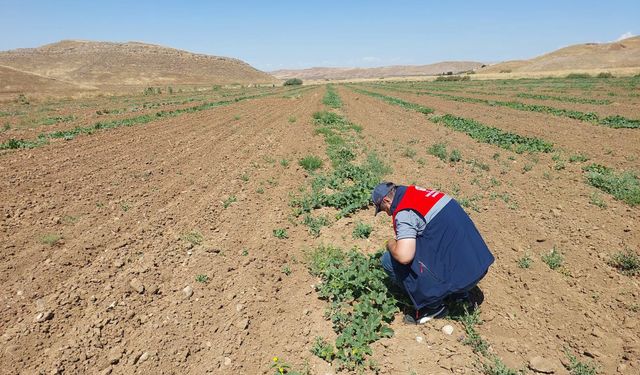 Kavun Tarlalarında Hastalık Alarmı! Ekipler Sahaya İndi