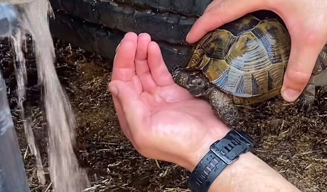 Yangından Etkilenen Kaplumbağaya İlk Müdahale İtfaiyeden