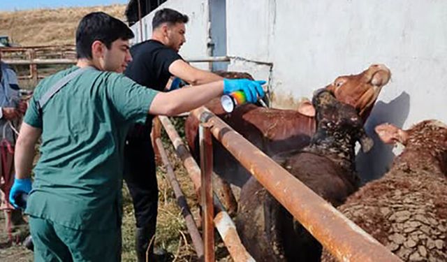 İthal Hayvanlar Sıkı Karantinada
