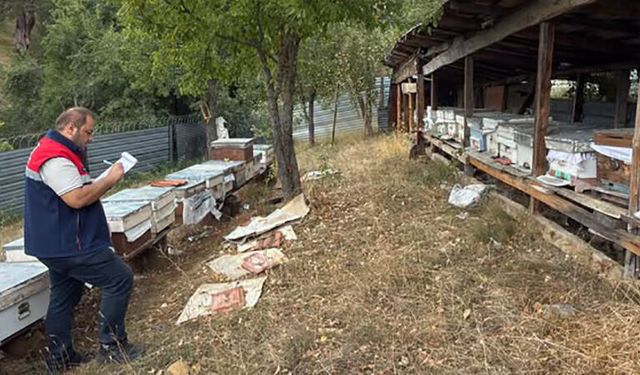 İskilip’te Arıcılık Destekleri Kapsamında Arılı Kovan Tespitleri Devam Ediyor