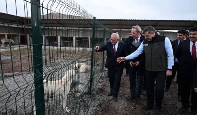 Bakan Çiftçi: “Ekim Sonuna Kadar Başıboş Köpek Kalmayacak”
