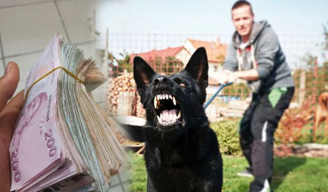Köpek Saldırısında Emsal Tazminat