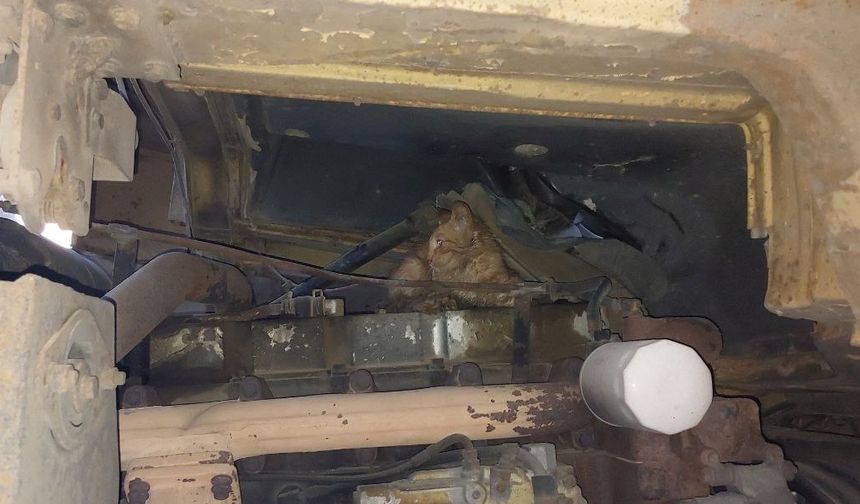 Vincin Motor Bölümünde Sıkışan Kediyi İtfaiye Kurtardı